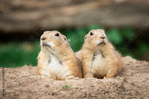 Prairie dog in the meadow © AB Photography