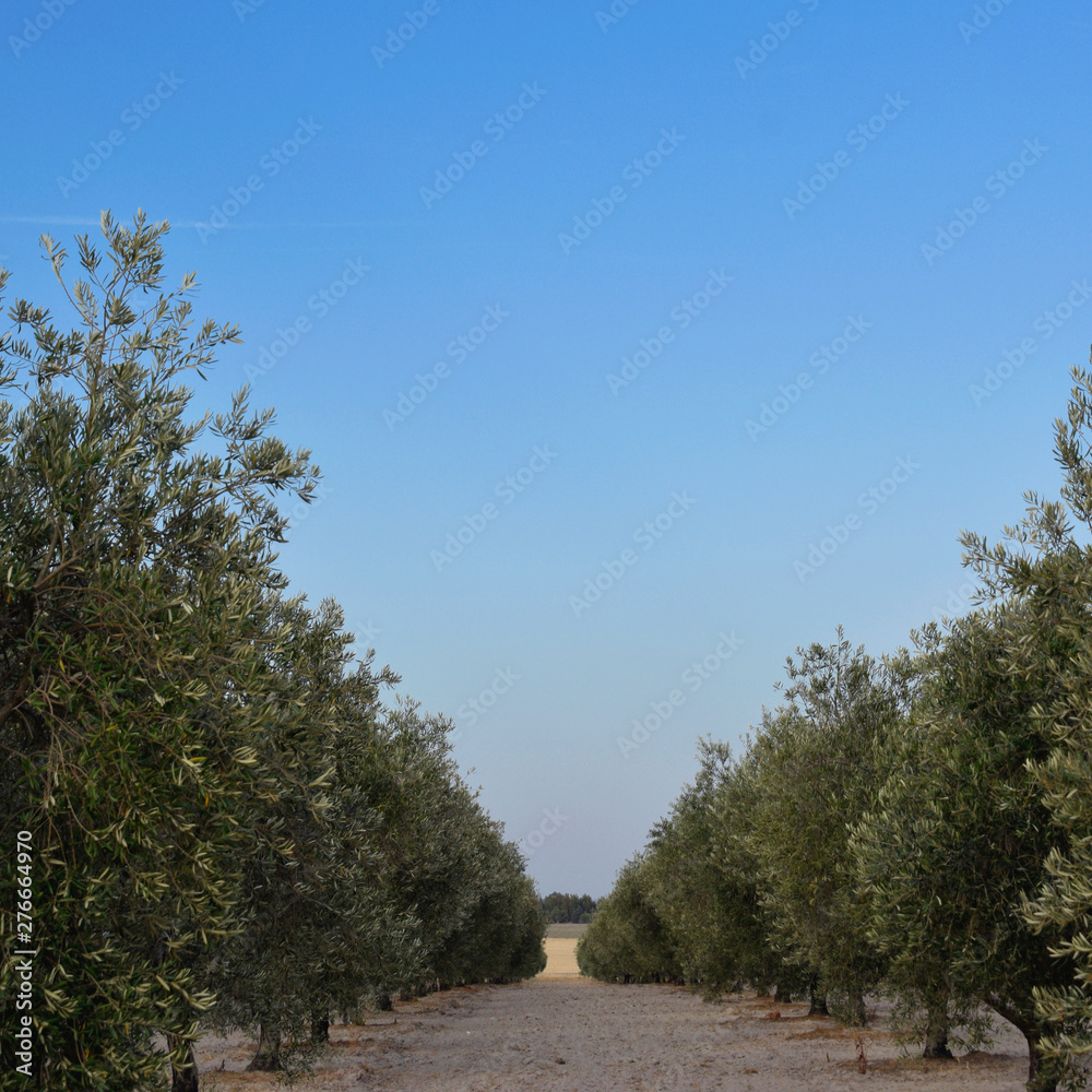 Fototapeta premium Olive tree field. Square close-up shot. Green and blue.