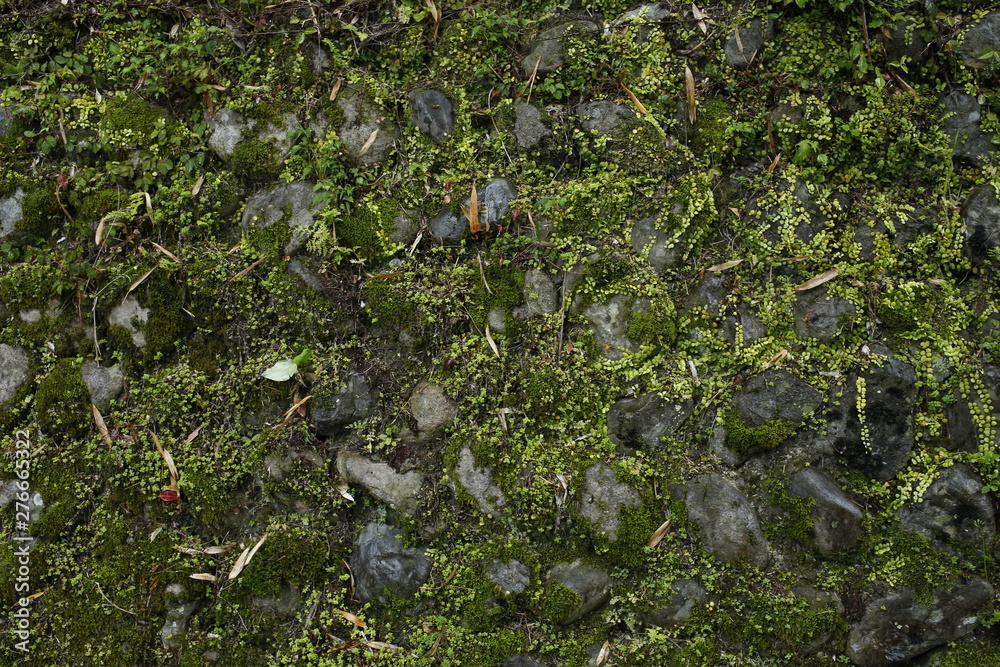 Obraz premium 石壁 苔