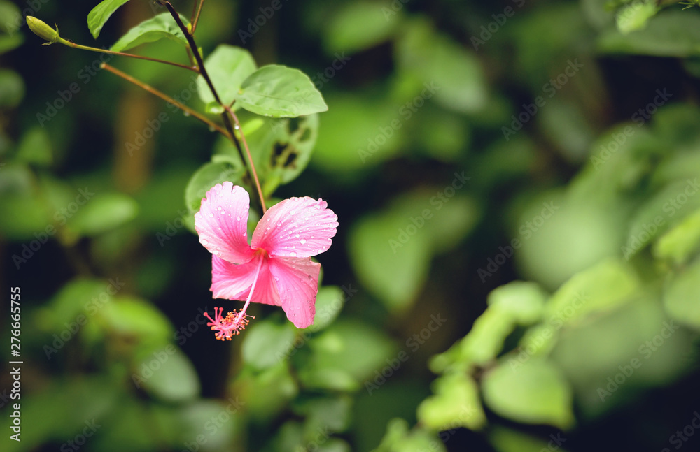 Pink hibiscus flower with green blur background in the tropical garden Pink hibiscus flower with green blur background in the tropical garden