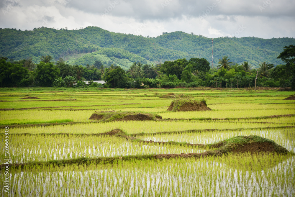 planting rice field on rainy season Asian agriculture - The Farmer planting on the organic paddy rice farmland