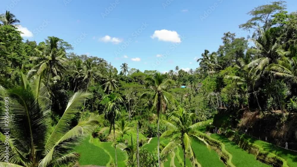 Aerial view of a rice plantation. Aerial view of a rice plantation.
