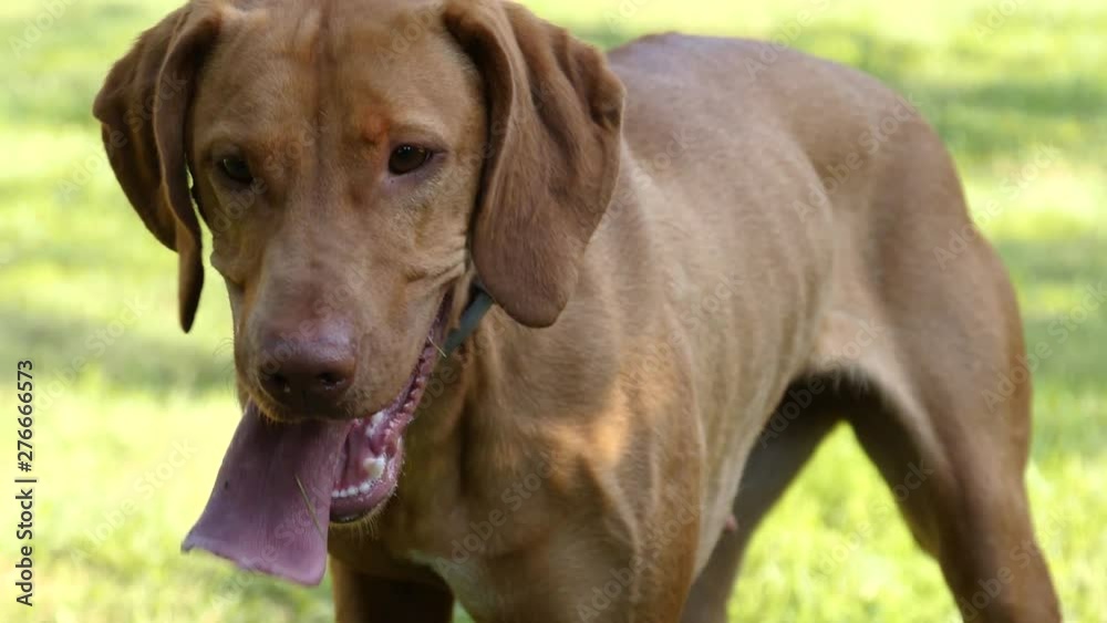 Hungarian Pointer retriever Hungarian Pointer retriever