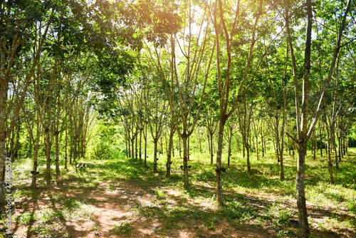 rubber plantation with rubber tree forest in agriculture of asia natural latex