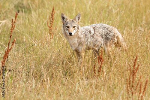 Coyote in the meadow