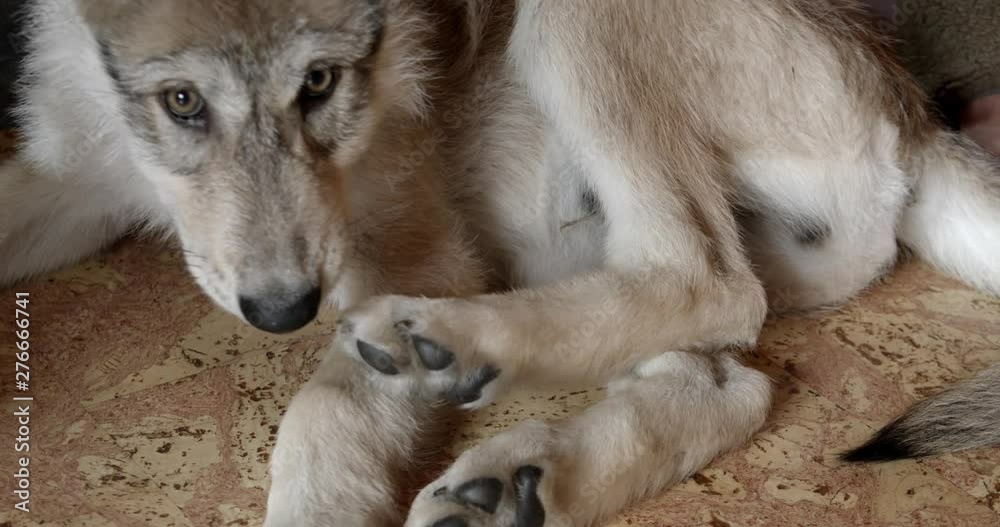 Gray wolf pup playing with his tail and leg. Gray wolf pup playing with his tail and leg.