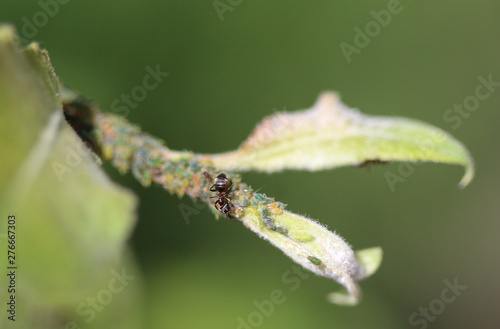 black garden ant colony (Lasius niger) feedin on honeydew from aphids, made a nest in a plant in the garden