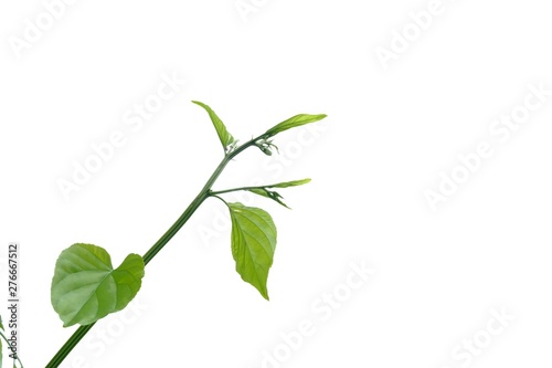 Young tropical plant with leaves growing in a garden on white isolated background for green foliage backdrop 