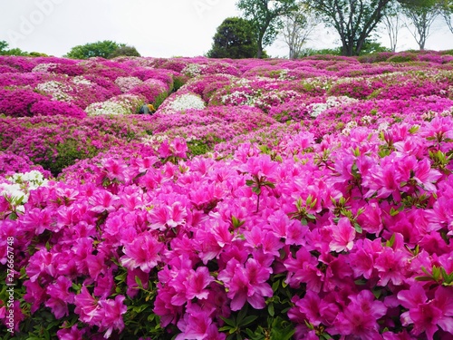 the azalea flower garden