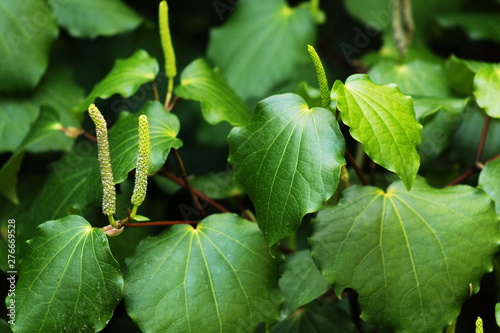 Background image of Kawakawa leaves and fruit (Piper excelsum)