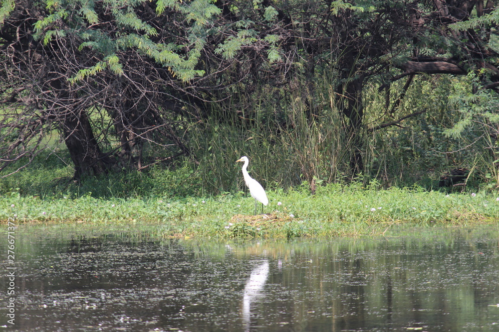 Sultanpur National Park - A Hidden Birding Paradise Near Delhi