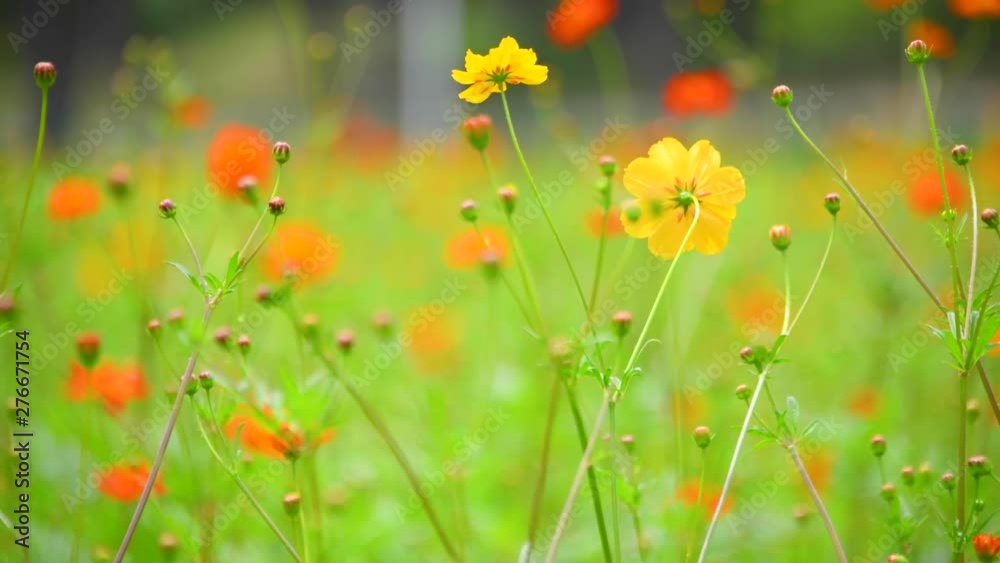 Orange-red Persian chrysanthemums swaying in the wind Orange-red Persian chrysanthemums swaying in the wind