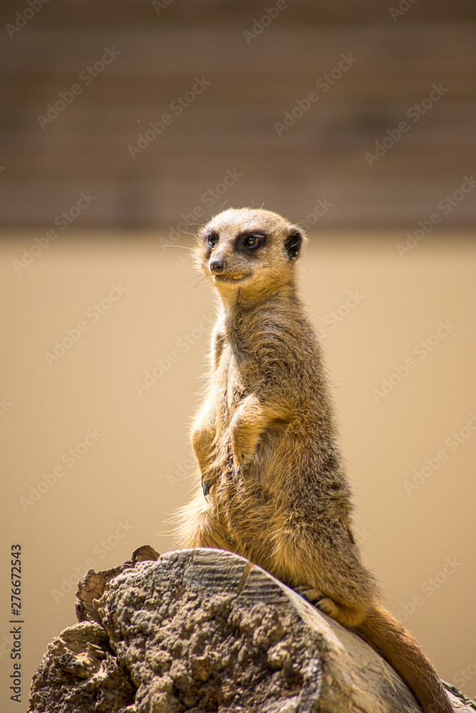 Fototapeta premium suricate