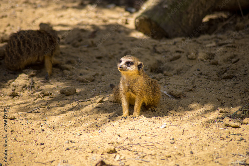 Fototapeta premium suricate