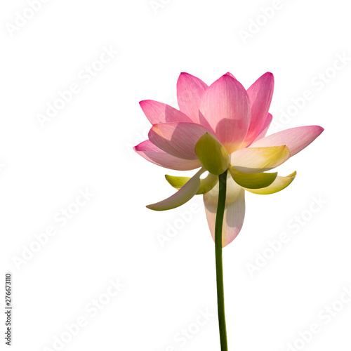 Nelumbo nucifera aka Indian or Sacred lotus. Pink flower viewed from underneath reaching upwards, isolated on white.