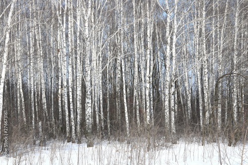 Black and white birch trees with birch bark in birch forest among other birches in winter in white snow