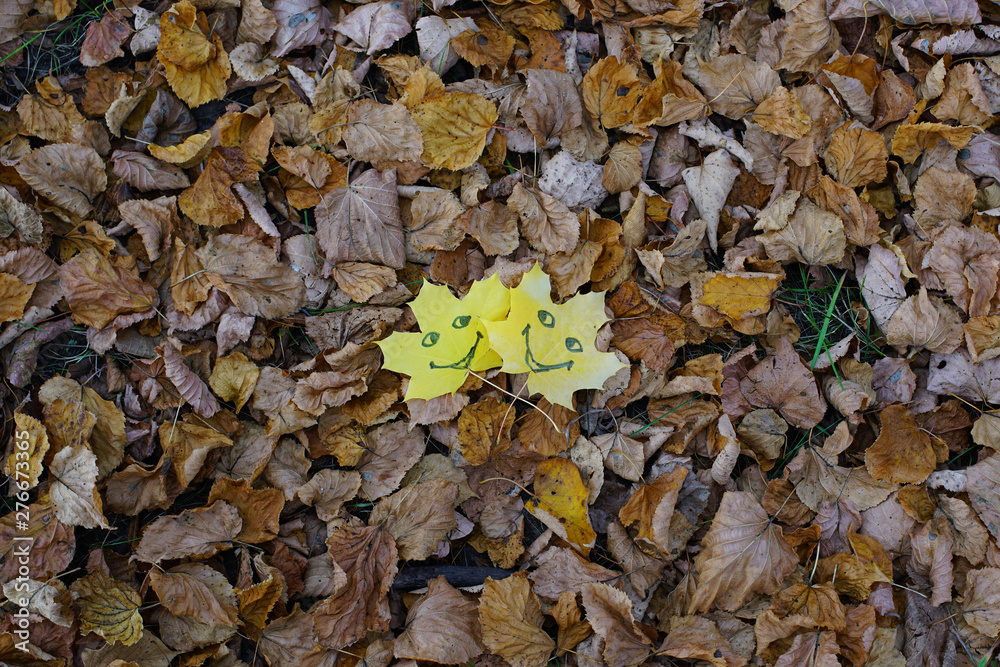 couple of yellow autumn maple leaves with image of cheerful emoticons fallen on dry autumn foliage in forest or park couple of yellow autumn maple leaves with image of cheerful emoticons fallen on dry autumn foliage in forest or park