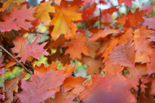 background red bright oak leaves close up  autumn concept