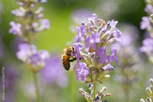 Honey bee on lavender flowers © Floydine