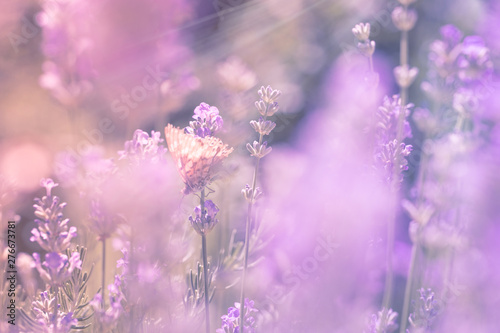 Butterfly on lavender flowers  -  abstract romantic background