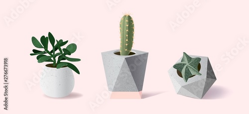 Collection of various succulent plants in different pots on pink background. Vector illustration