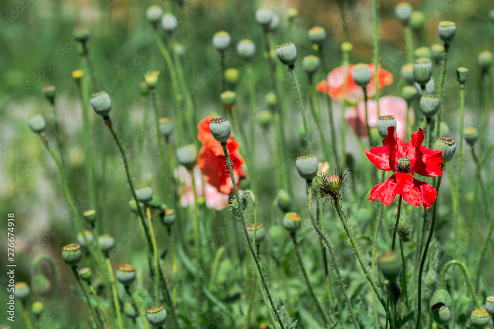 Obraz premium red poppies in the meadow on a sunny day.