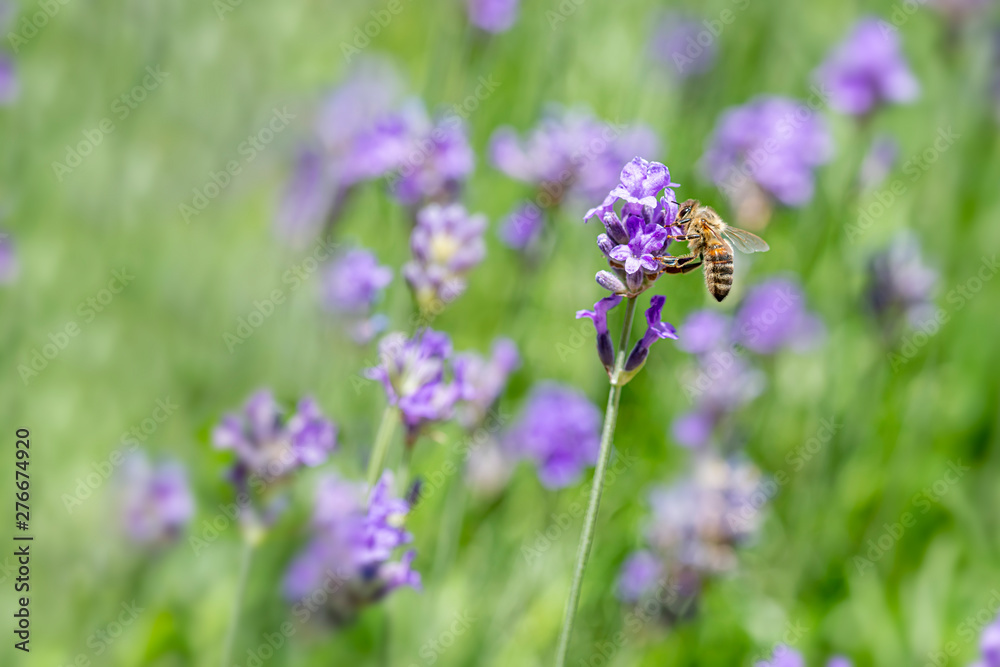 Honey bee landing on a blooming a purple lavender blossom collecting honey against a pur green background Honey bee landing on a blooming a purple lavender blossom collecting honey against a pur green background