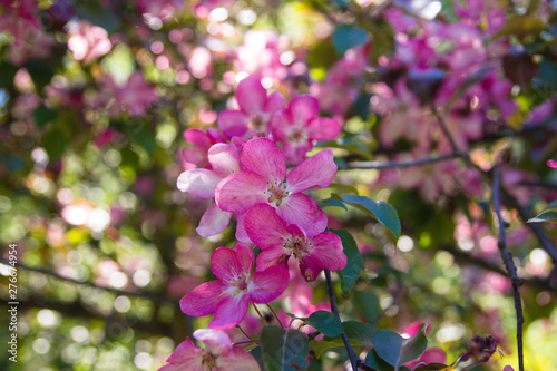 Little red flowers. Sakura blooms. Spring-summer.