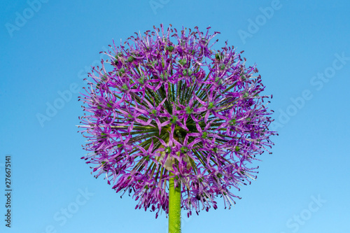 flower decorative bow with lilac petals in the shape of a ball with dew drops on a blue sky