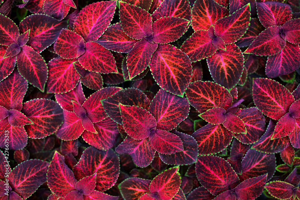 Coleus dark pink and black leaves decorative background close up, painted nettle flowering plant, bright red and green foliage texture, abstract natural pattern, colorful floral design, copy space