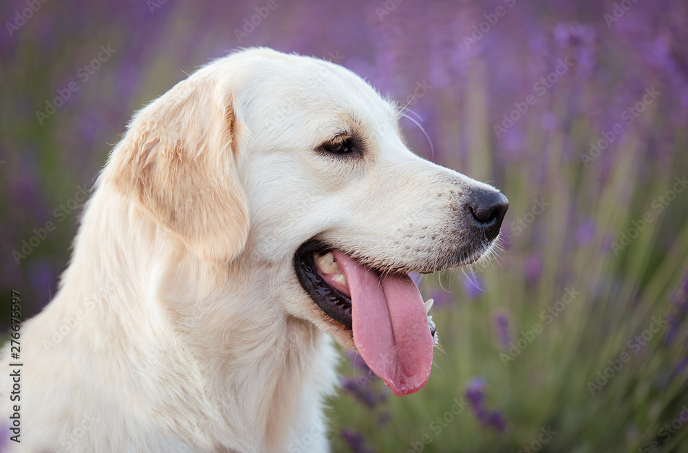 Golden retriever dog portrait in the lavender field Golden retriever dog portrait in the lavender field