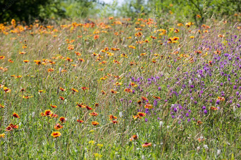 wild flowers on meadow
