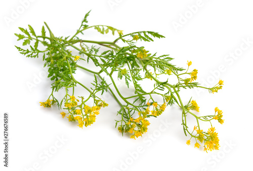 Rorippa, known commonly as yellowcresses. Isolated on white background
