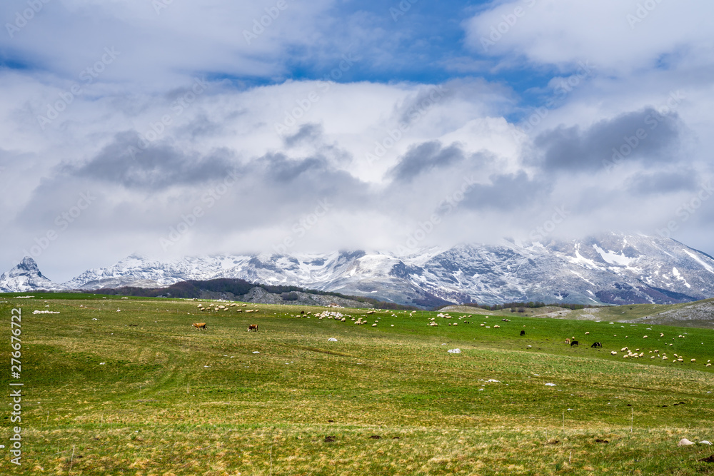 Montenegro, Beautiful green pastures with sheep and cows enjoying spring season in untouched nature landscape next to durmitor snow covered mountains near zabljak