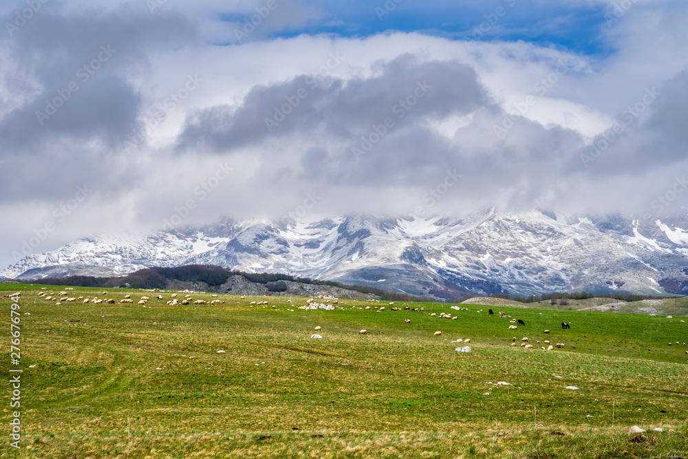 Natural green pastures with flock of sheep and cows enjoying the warm sun in spring after snowmelt next to majestic snow covered mountains of durmitor national park nature