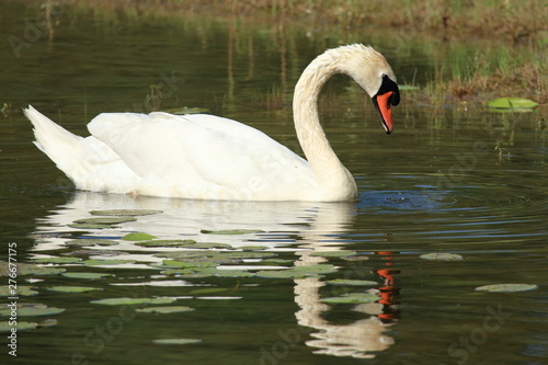 Swans on lake, elegant and beautiful bird