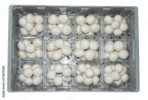 12 punnett of White button mushroom in 200 g. size, packing on gray plastic tray, isolated on white background. photo