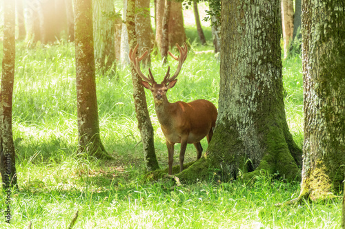 Fototapeta Naklejka Na Ścianę i Meble -  deer in the bright forest