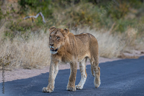Pride of lion walking towards photographer