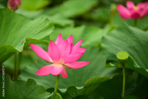 Lotus flowers blooming in the river