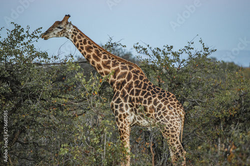 giraffe in africa © Bas