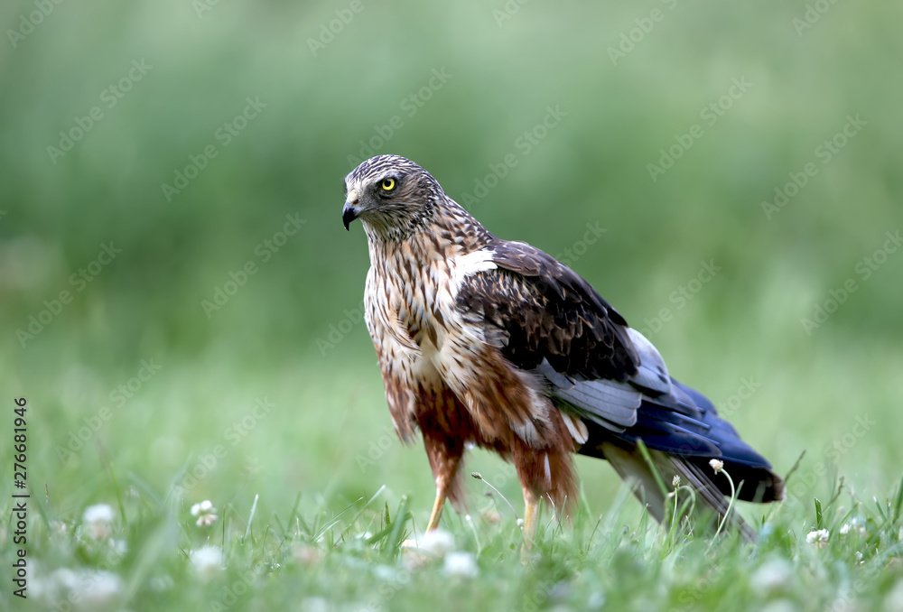 Fototapeta premium The male The western marsh harrier (Circus aeruginosus) sits on the ground among thick grass. Close-up and detailed photos