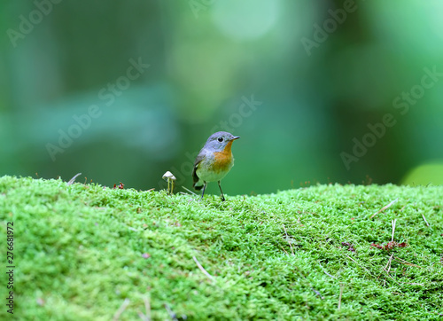 Male red-breasted flycatcher (Ficedula parva) poses on a moss-covered log of mushrooms. Unusual close-up and soft light photos in full color.