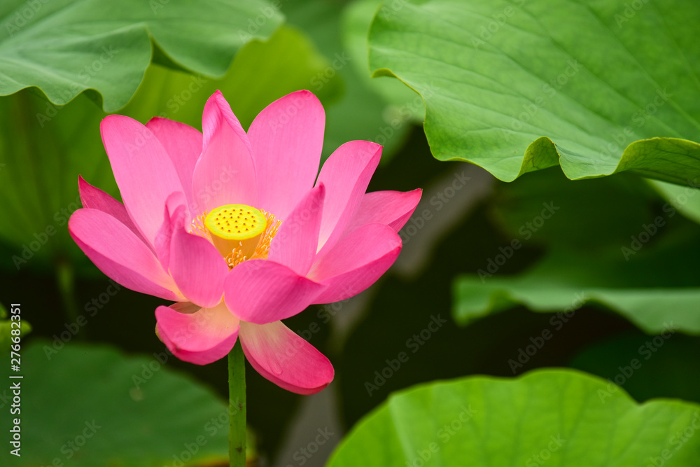 Fototapeta premium Lotus flowers blooming in the river