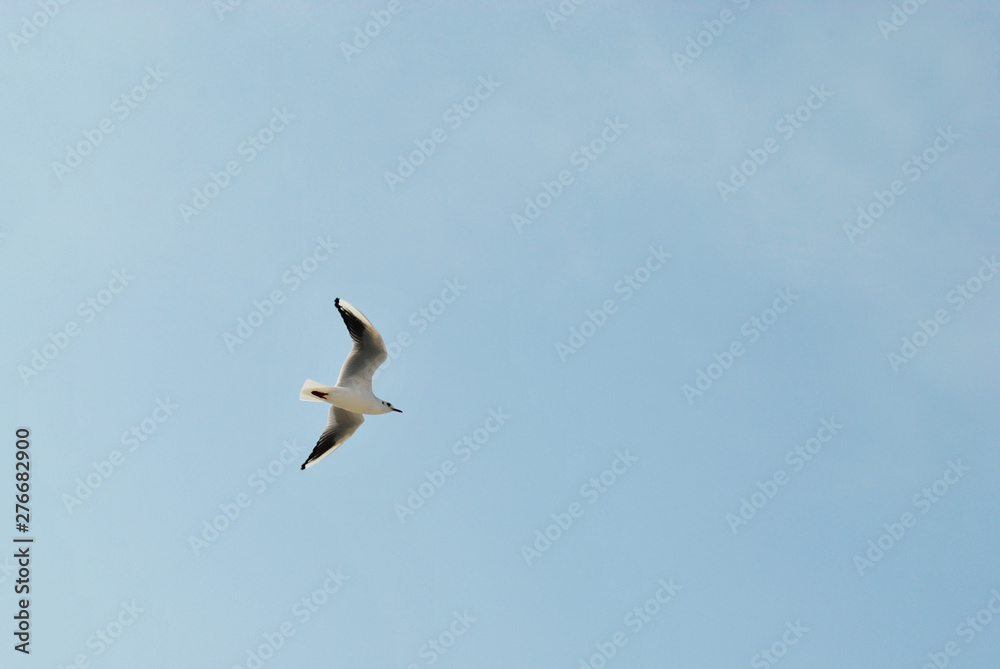 Seagull flying on beautiful blue sky