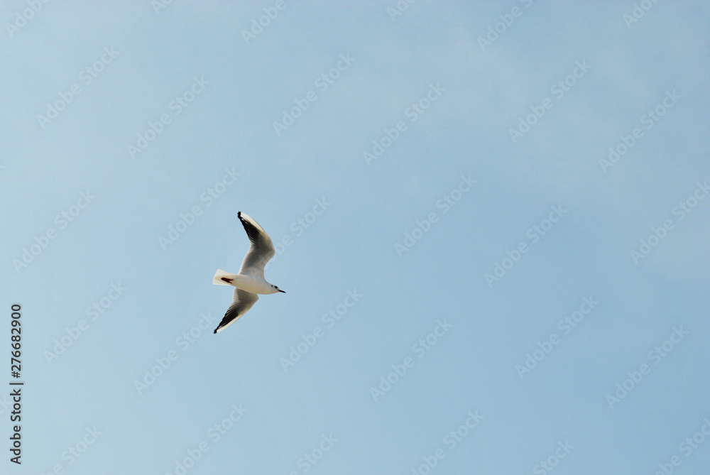Seagull flying on beautiful blue sky Seagull flying on beautiful blue sky