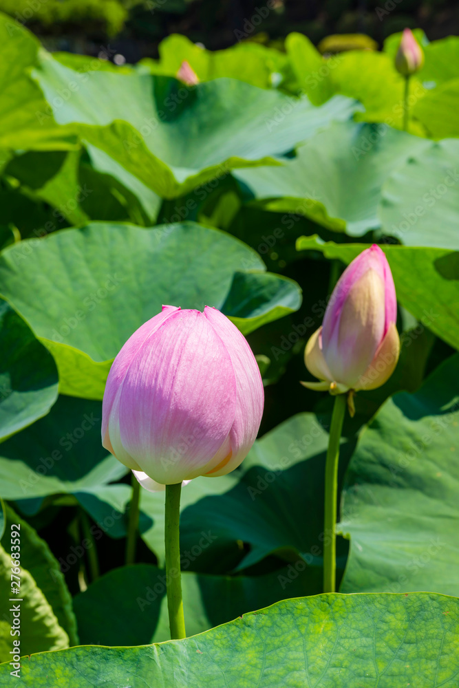 千葉公園の大賀ハス