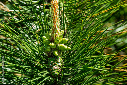 Branch of Austrian or black pine with young shoots and new green cone under shoot on blurred background of green needles. Selective focus. Concept of nature of North Caucasus for design. Close-up.