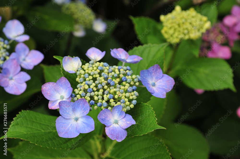 紫陽花