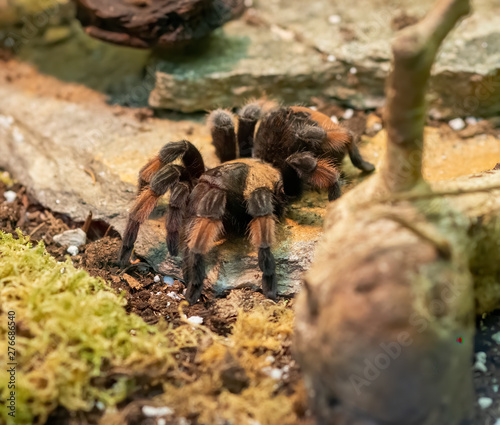 Brachypelma in a box waiting for food